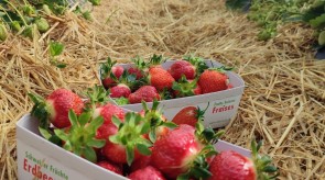 erdbeeren.jpg